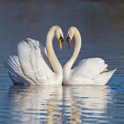 Tunnel of Love